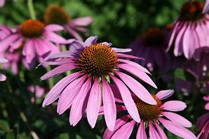 medicinal plants