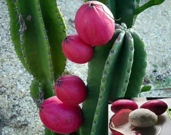 Top 10 Most Bizarre and Intriguing Cactus Plants