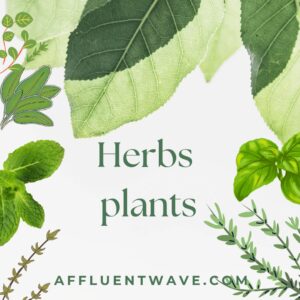 Read more about the article 10 Herbs plants You Must Grow in Your Garden for a Natural Health Boost!