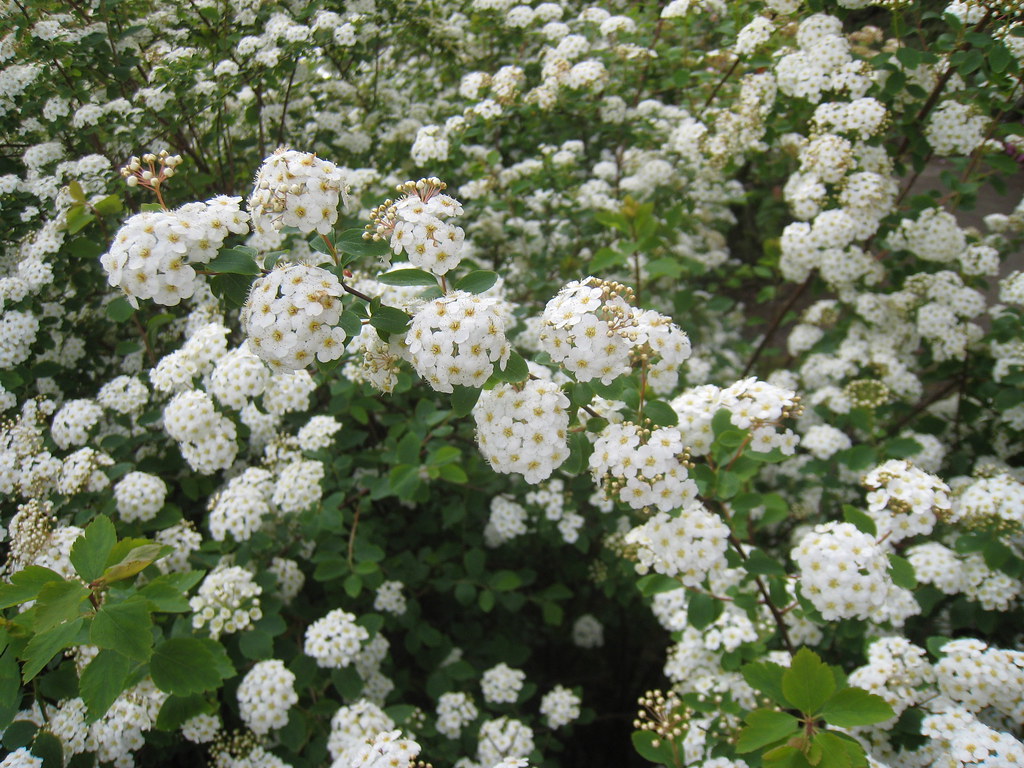 shrube plants