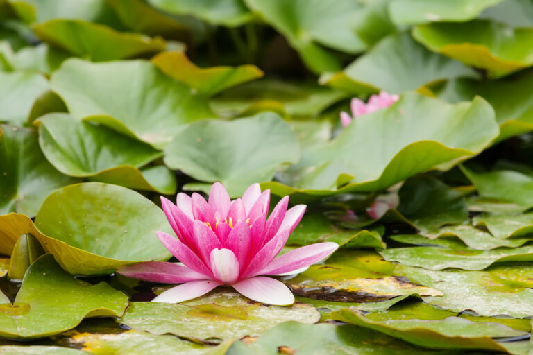 Discover the Aquatic Oasis: 10 Must-Have Water Plants for Your Home Garden 🌿💧