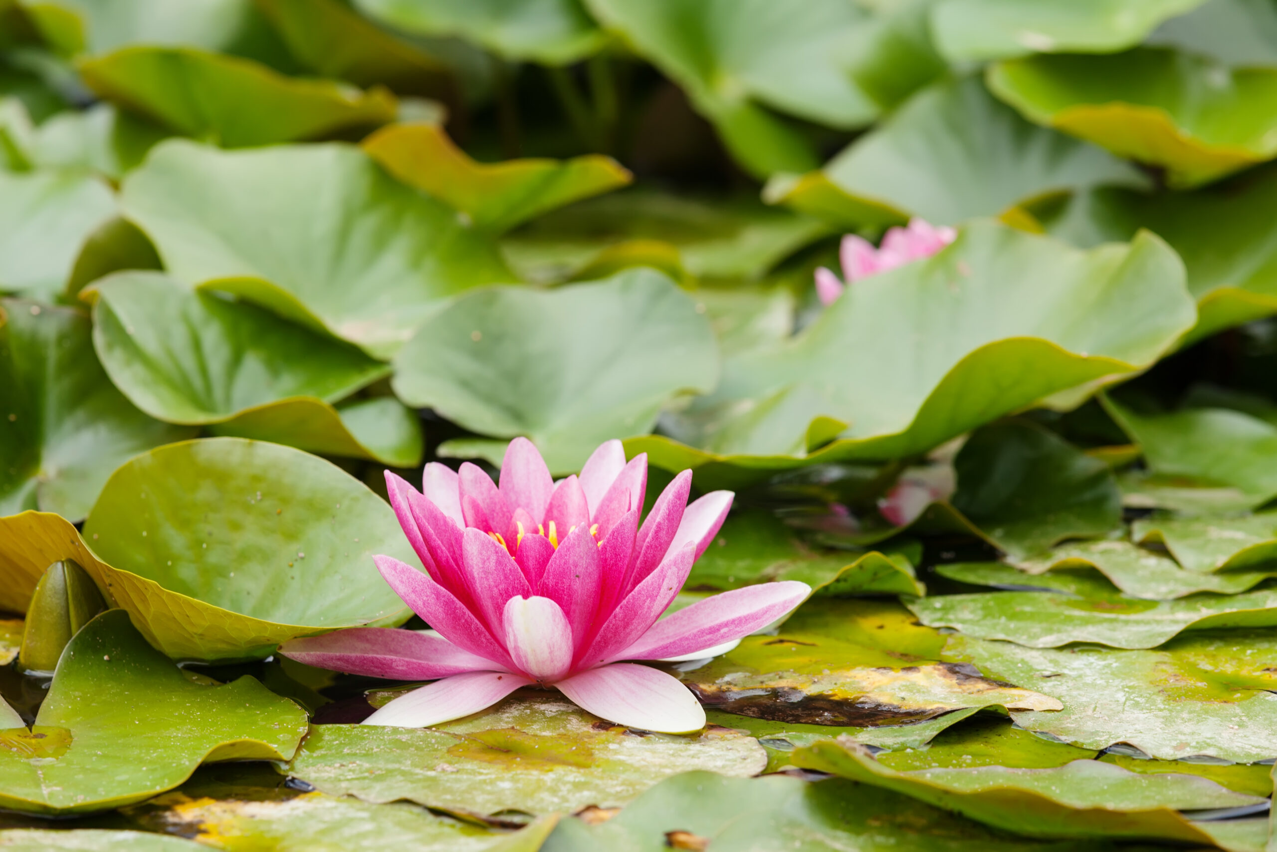 You are currently viewing Discover the Aquatic Oasis: 10 Must-Have Water Plants for Your Home Garden 🌿💧