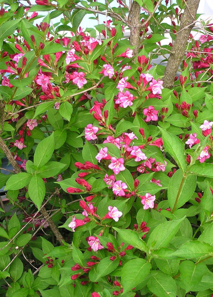 Weigela shrube plants